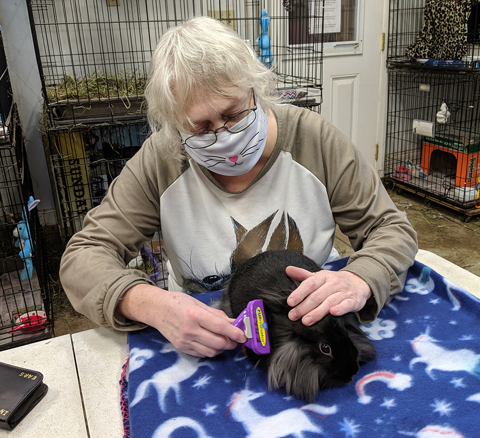 Rabbit Care Erie Area Rabbit Society and Rescue (EARS)