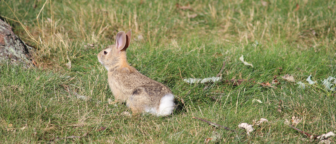 What Do Rabbit's See? 