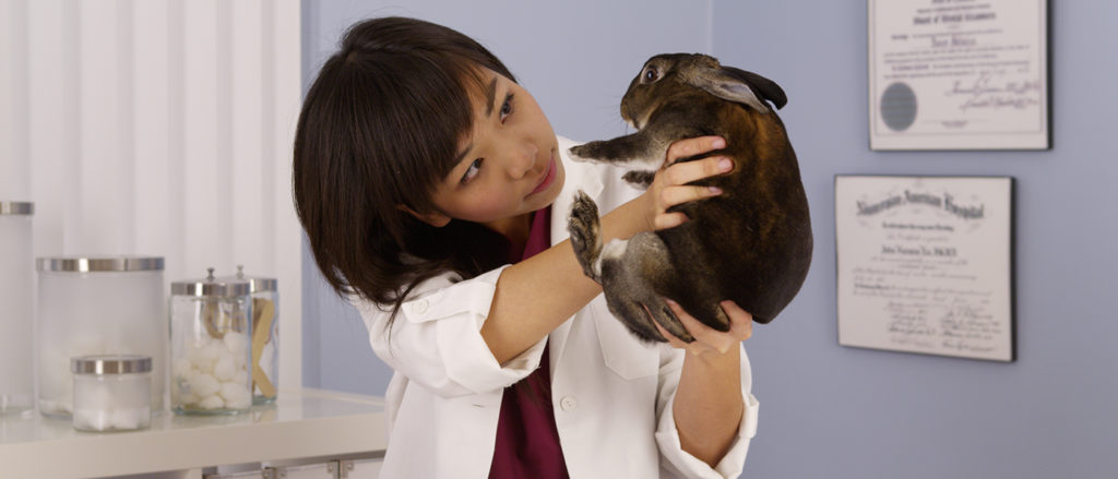 24-Hr Emergency Care - Erie Area Rabbit Society and Rescue (EARS)