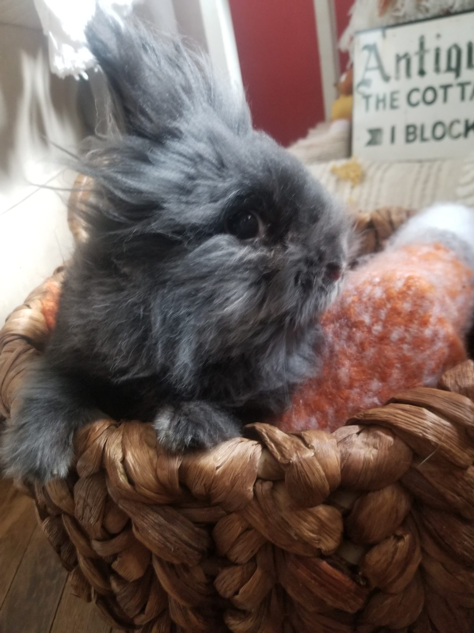 Our Story Erie Area Rabbit Society and Rescue (EARS)