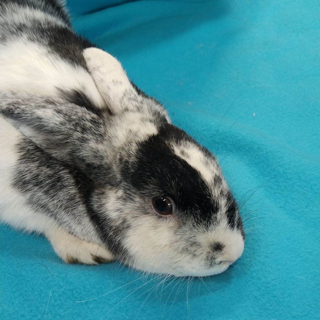 Rabbit Owners: Be Prepared for Emergencies - Erie Area Rabbit Society ...